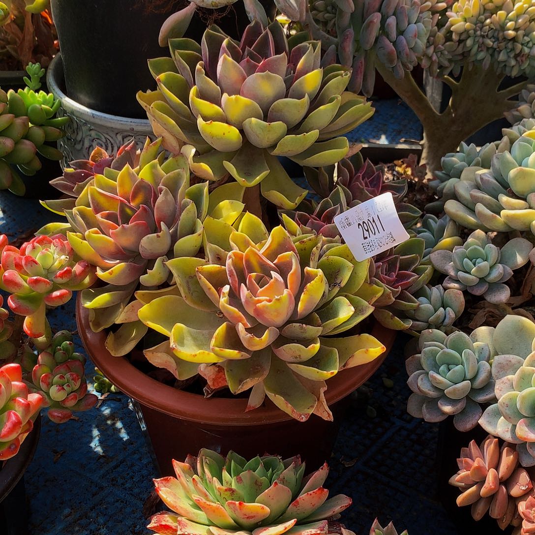 小***༻紫气东来29011吨肉多肉