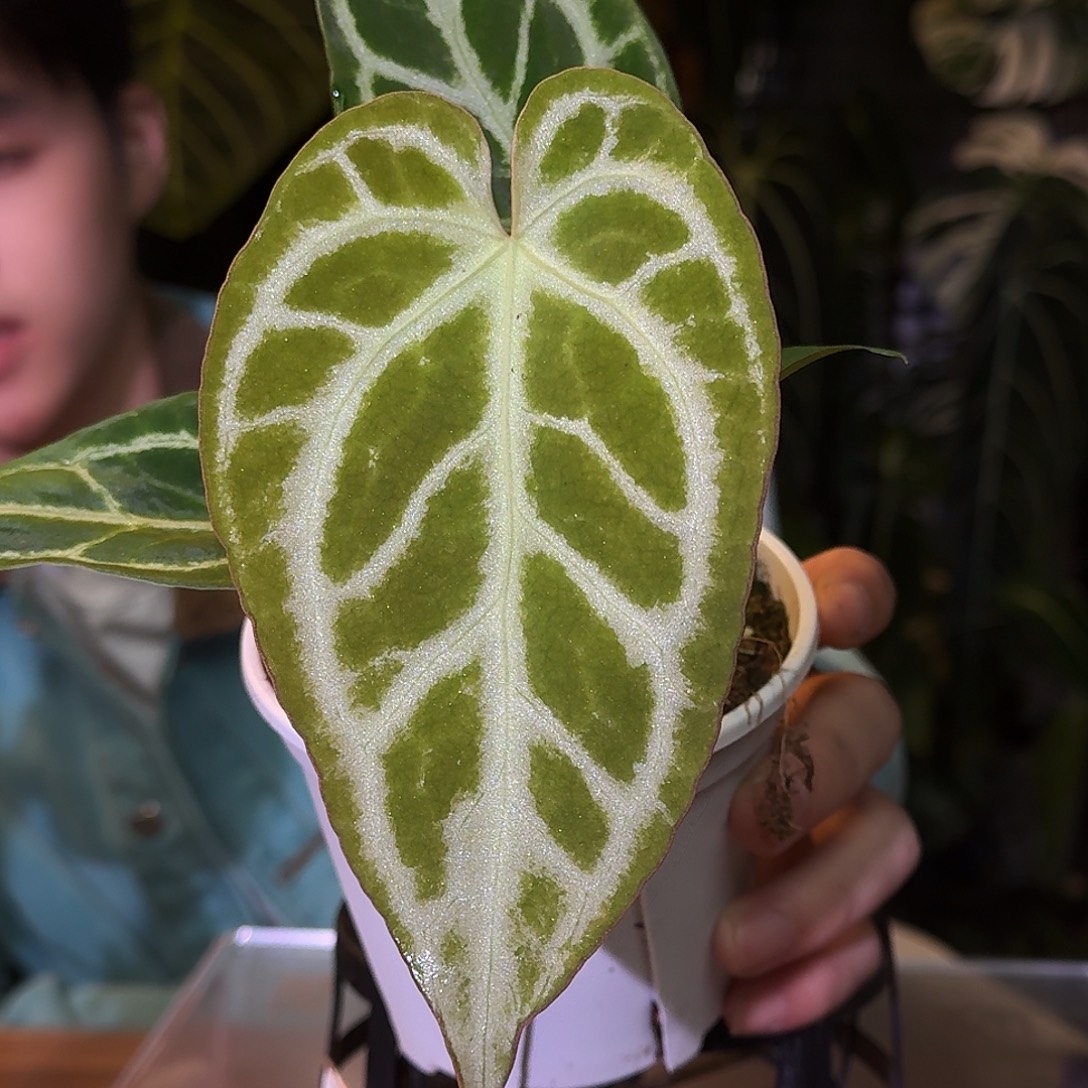 不开花植物M28银刷子杂小钻石