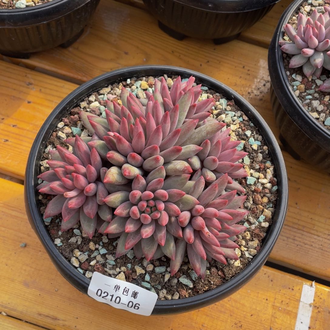 刚*0210-06-虞美人。。。。。