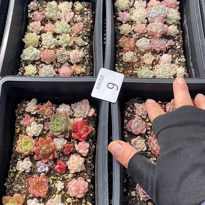 9 多肉植物盆栽花卉