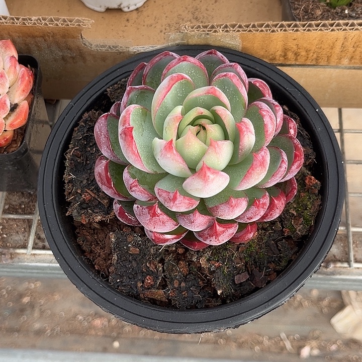 ₍***米我也不知道我为什么要这样对