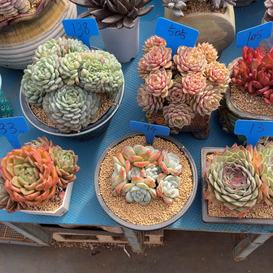 红**叶0094冰玉多肉植物