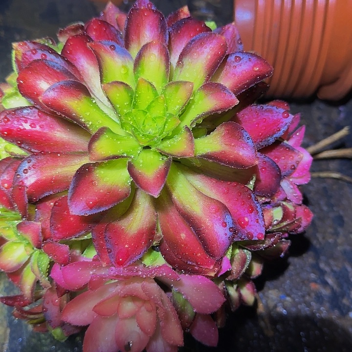 精品韶华捧花亏本福利