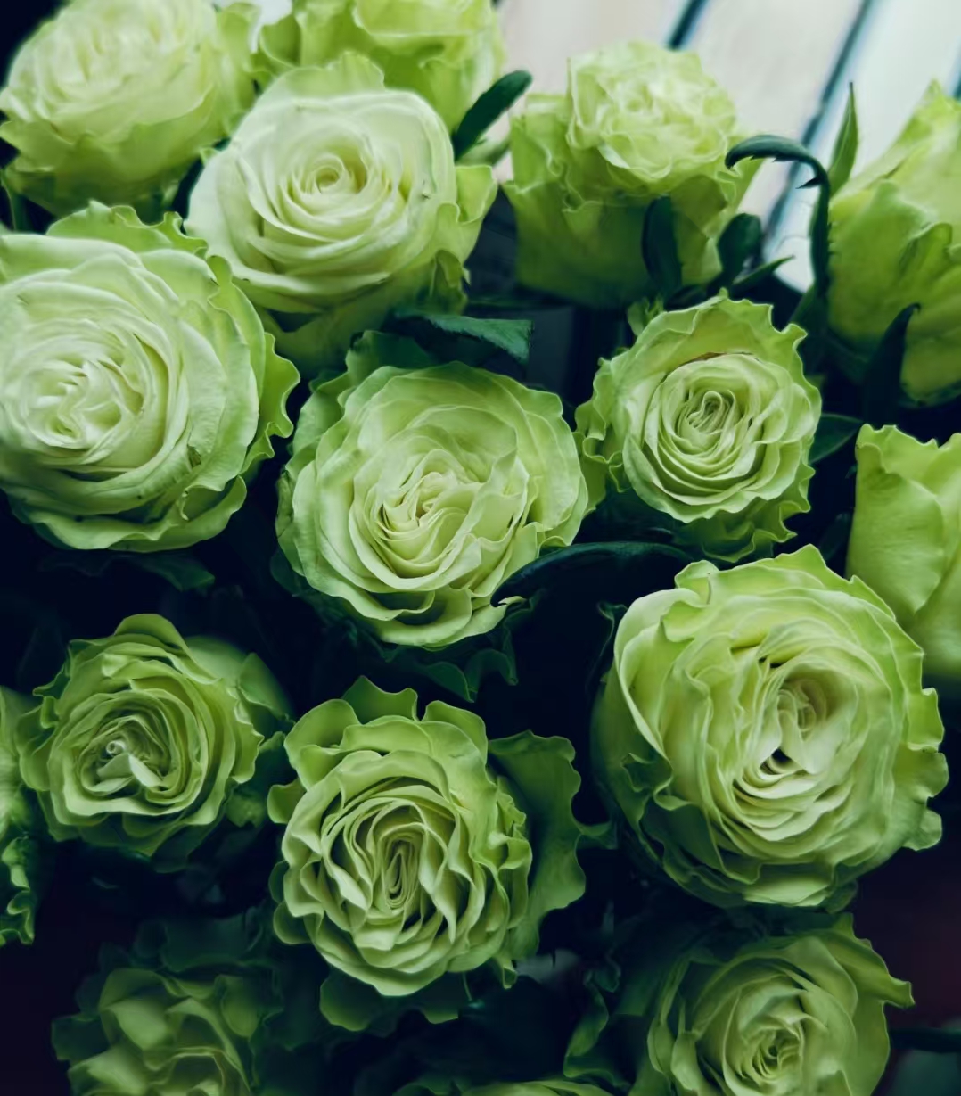 【小乔大苗】四季灌木