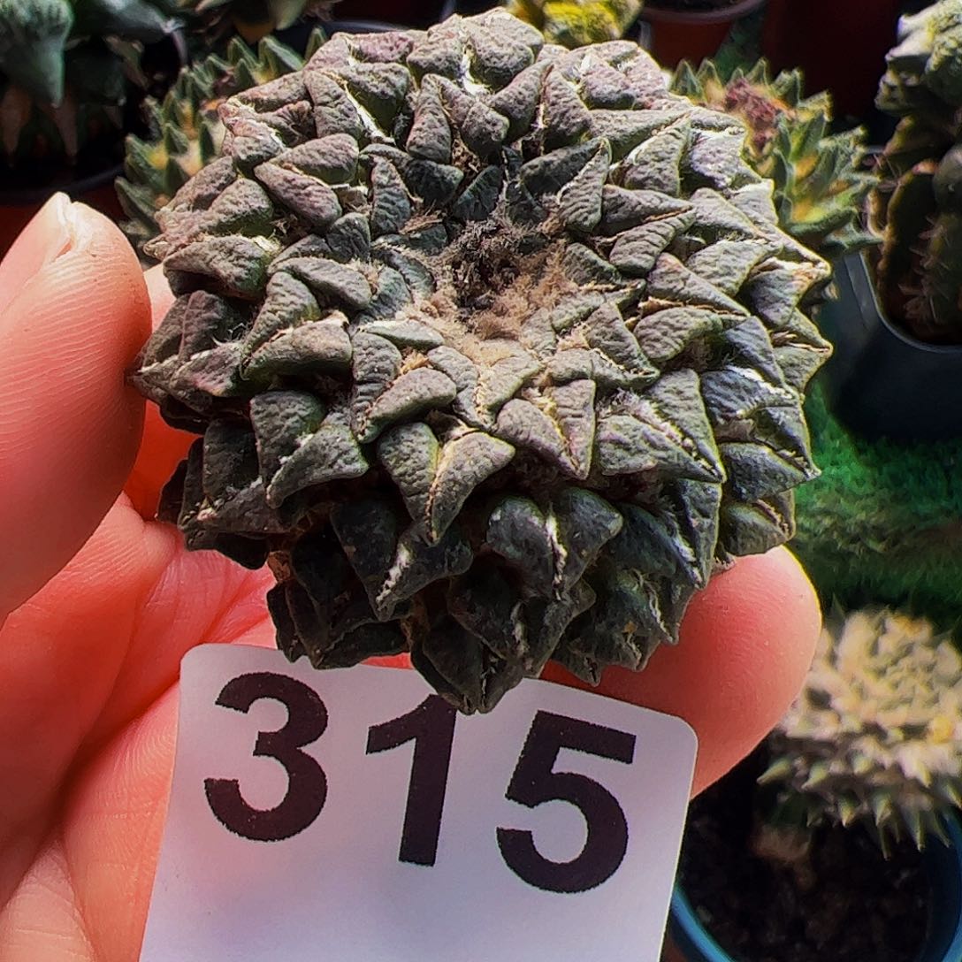 无花朵福利自根姬牡丹315