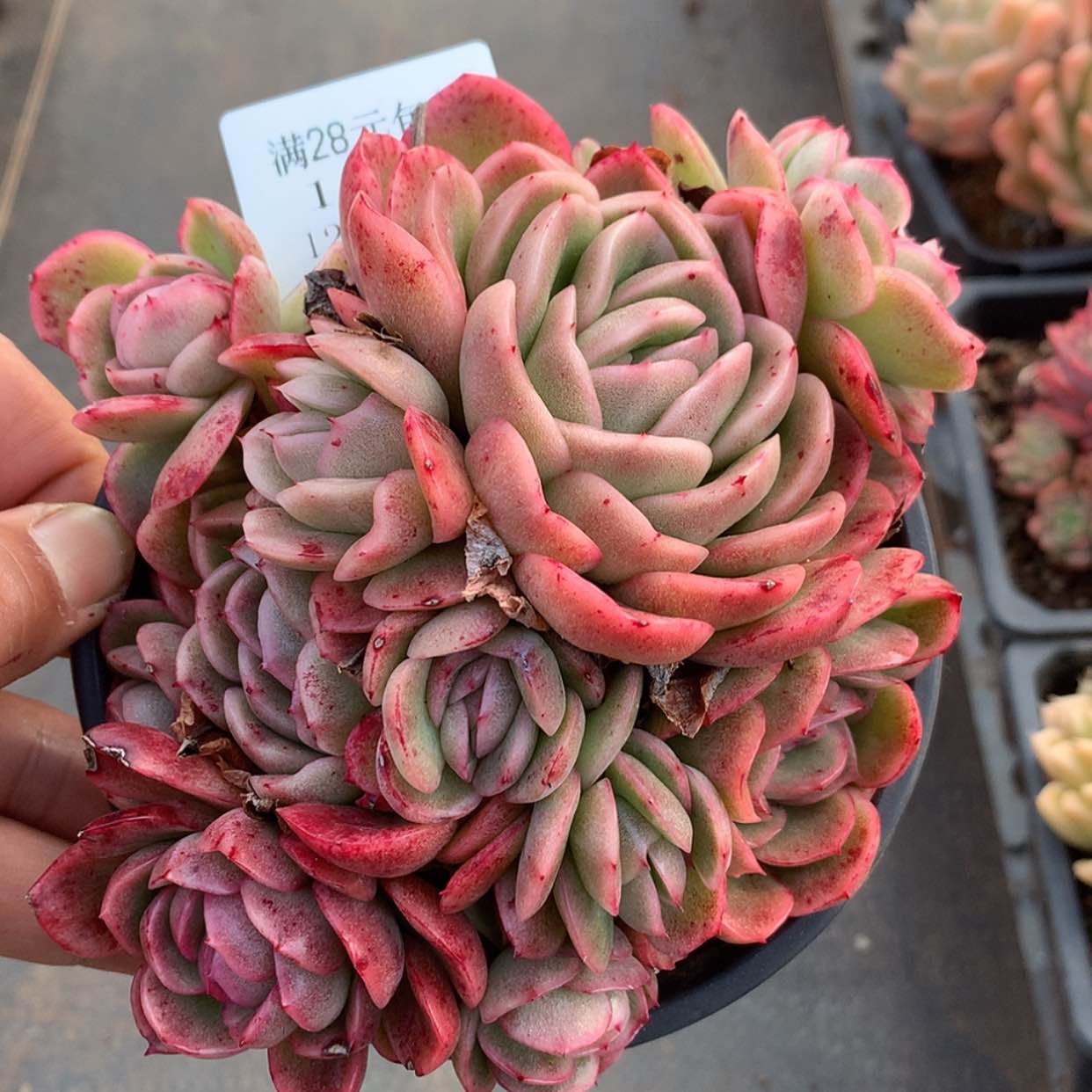 【闪购商品】云1078号韩版玉杯15厘米