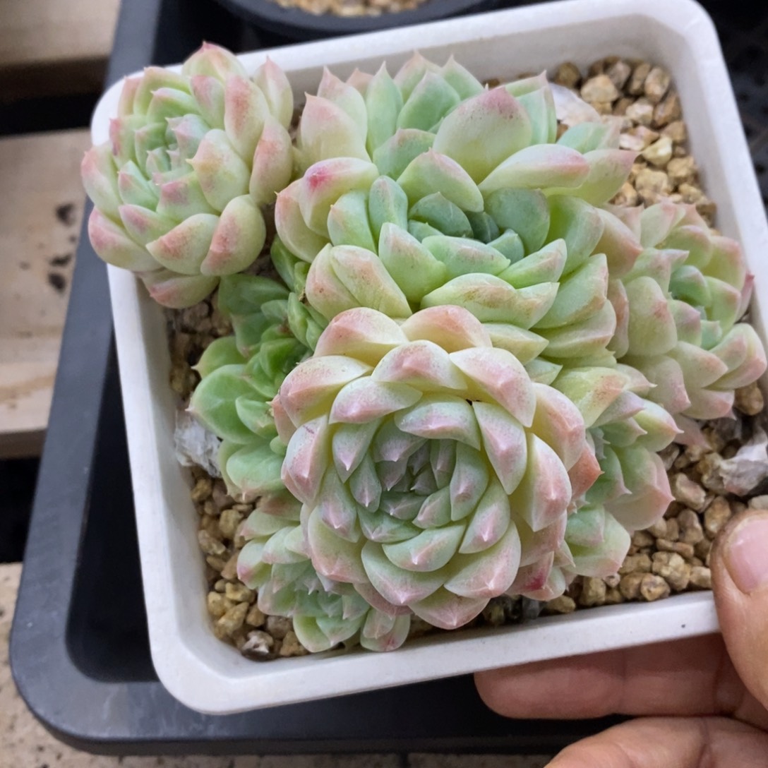 精品多肉一物一拍不包整60