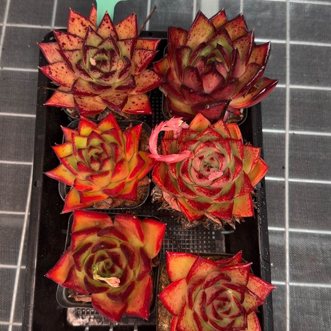 从前慢花园精选0210-3