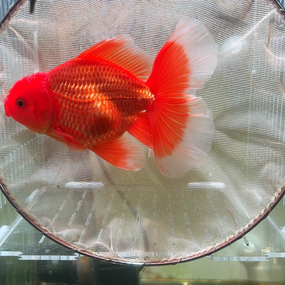 金鱼百褶泰狮亚成20