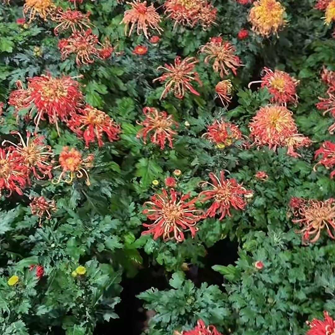 游龙戏凤母本15，8处理断指掉包不售后菊花可盆栽地栽