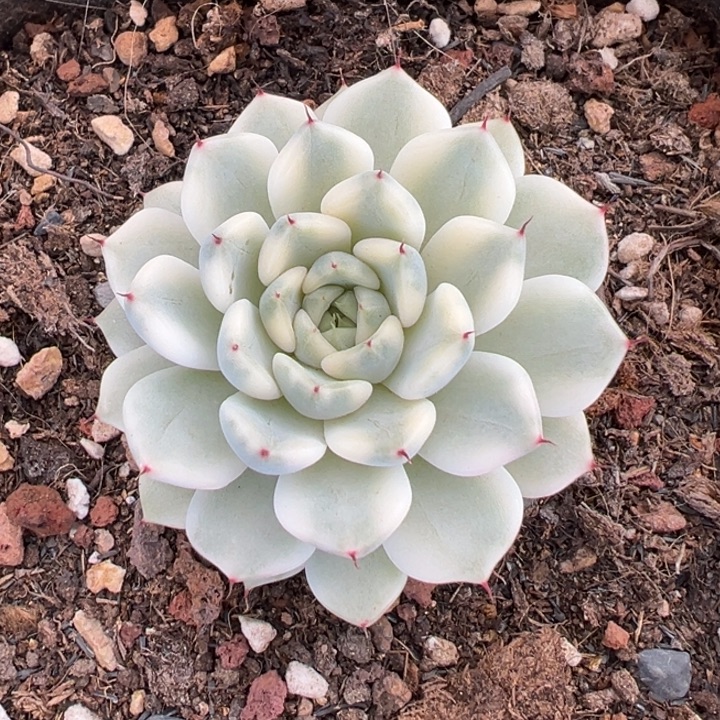 妲己锦一物一拍锦龙