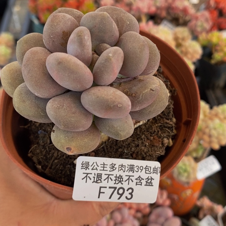 烟美人单头793多肉植物