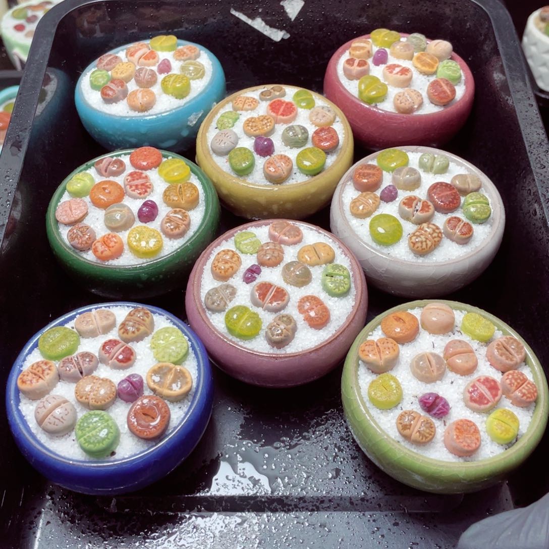 w6580-片状冰裂，一份一盆量拍