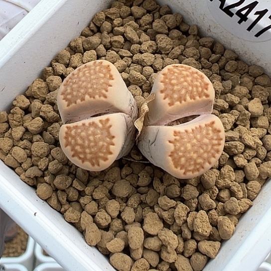 2417.寿丽玉双头