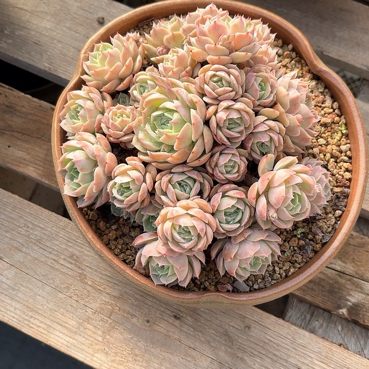 多肉植物，昂斯若