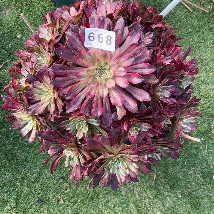 鱼**度668雪姬多肉植物