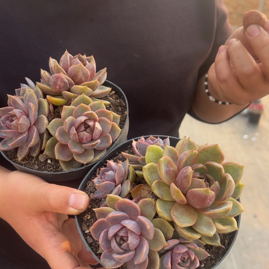 巧克力慕斯三头起发