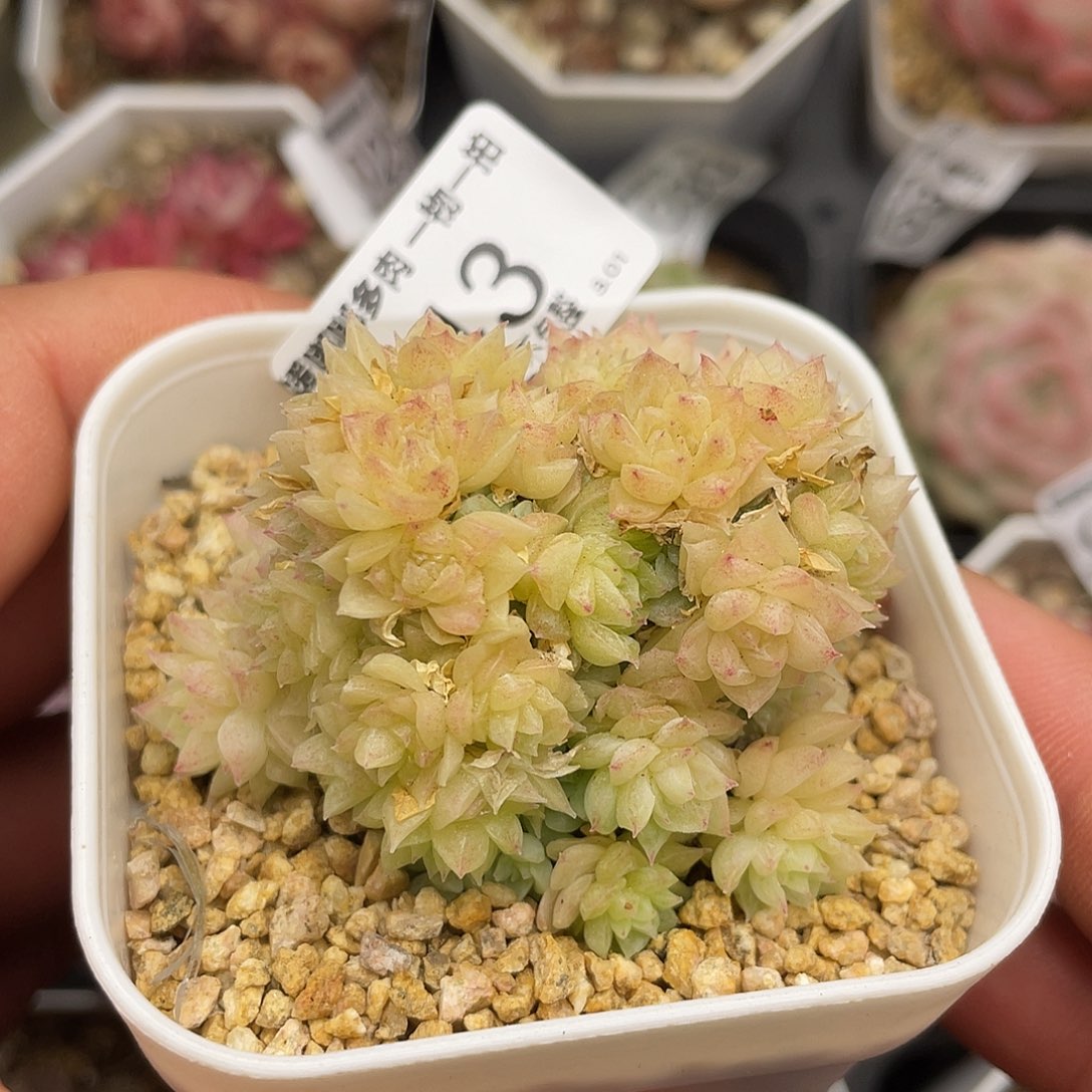 043 3.3一物一拍精品美肉