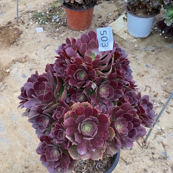 503柠檬玫瑰duorou00