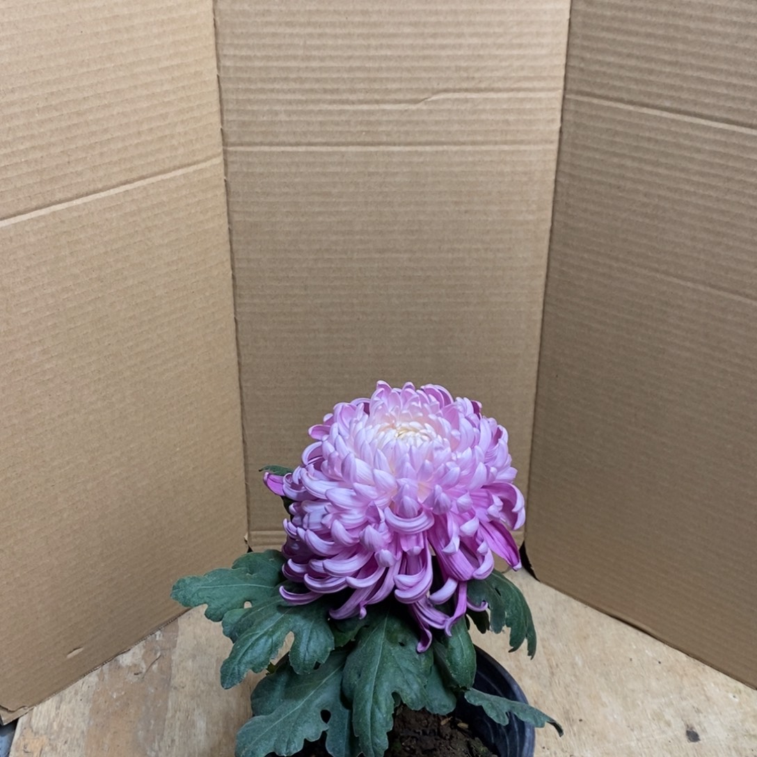 完全开放0000000108