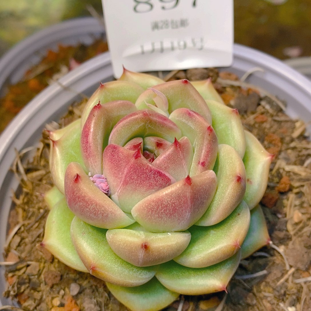 【闪购商品】云897