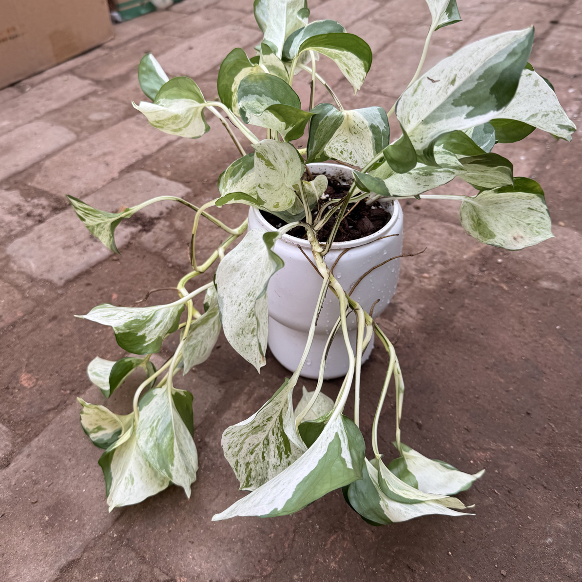 高脚盆快乐叶子爬藤植物