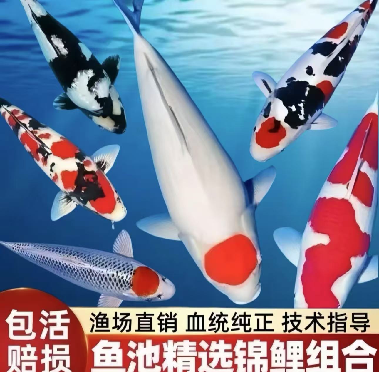 招财玩锦鲤直播间精品