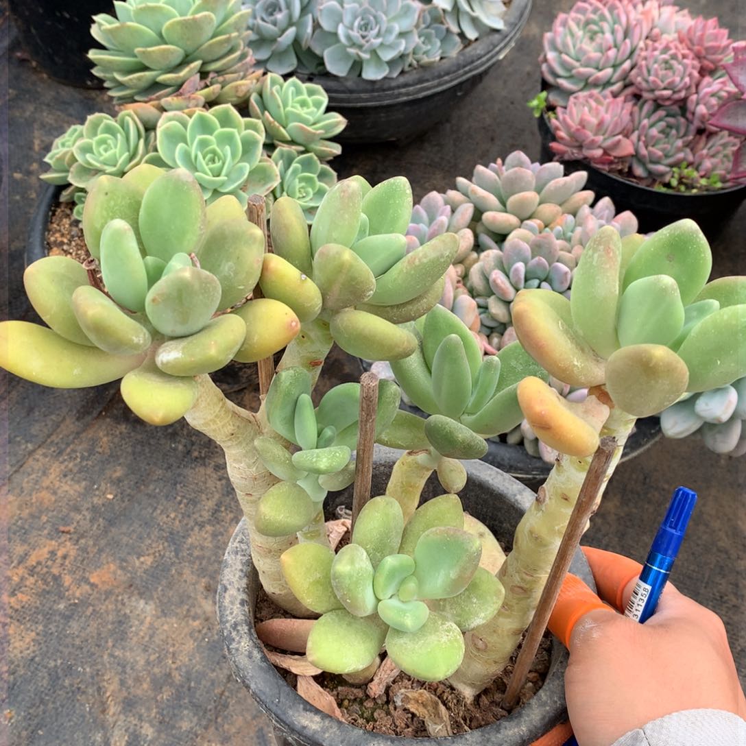 芒果奶一物一拍18-22