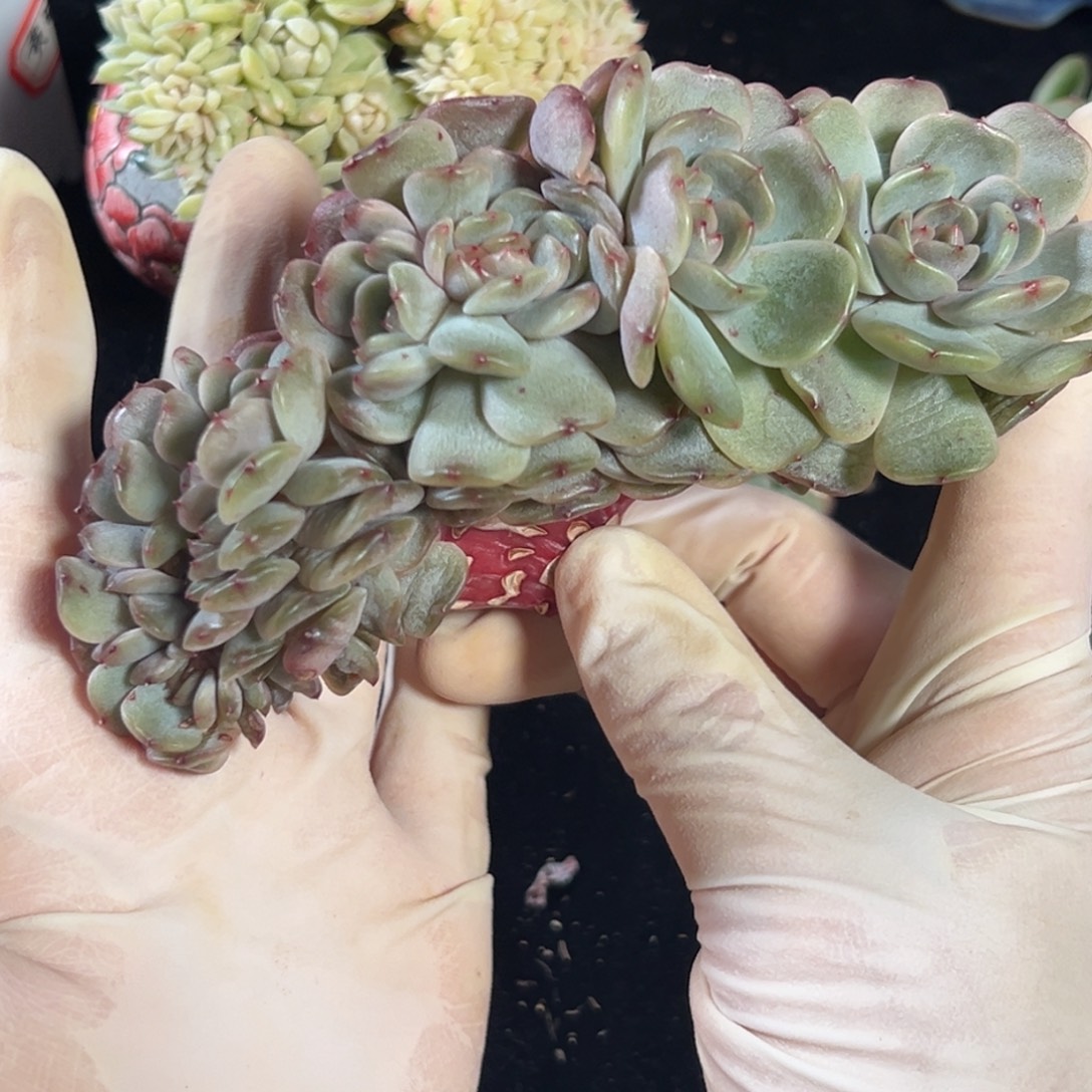 木***易新年快乐 新年快乐