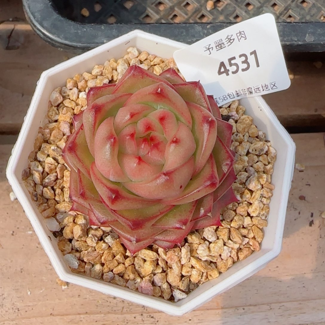 樱桃珍妮，4531多肉