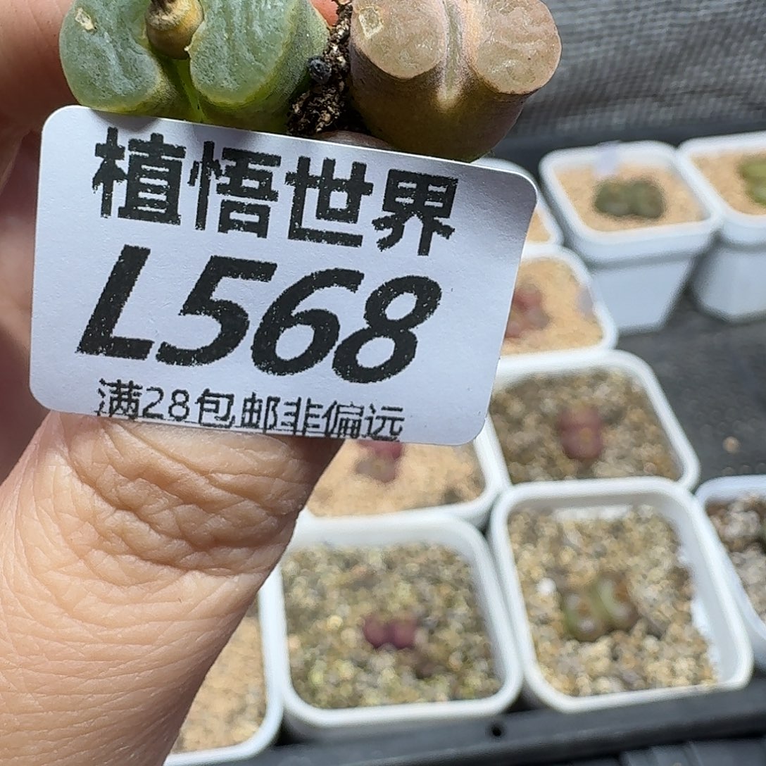 多肉植物的人生风格