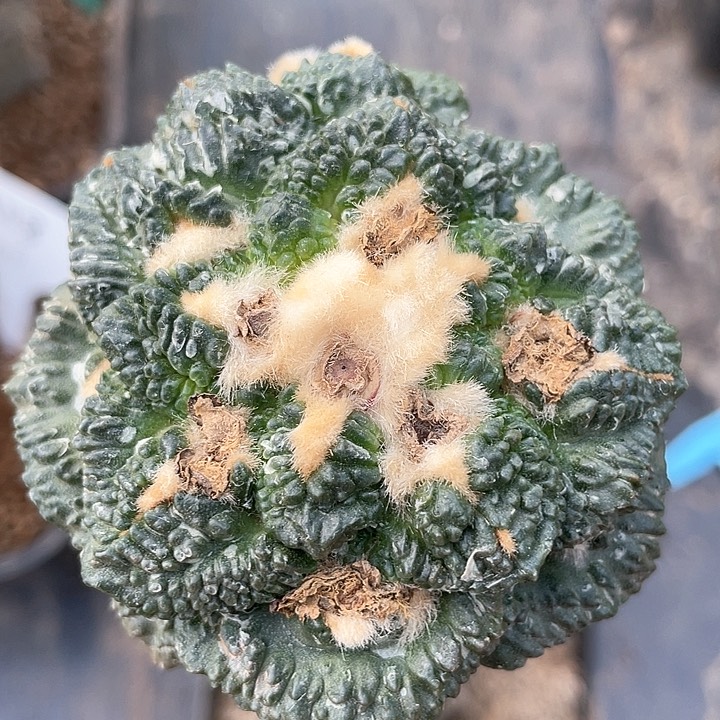 仙人球袖浦接哥斯拉龟甲97