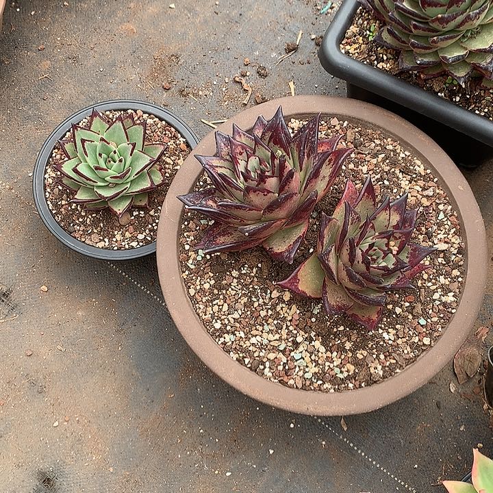 嫣*笑美热特价活动开始啦