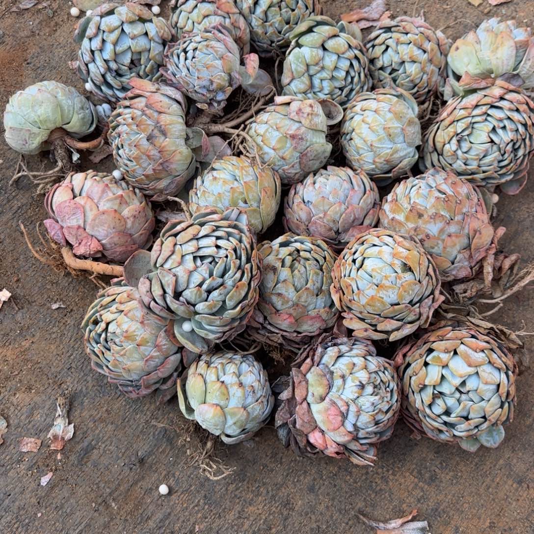 南***司20颗包邮包的设计与制作方法