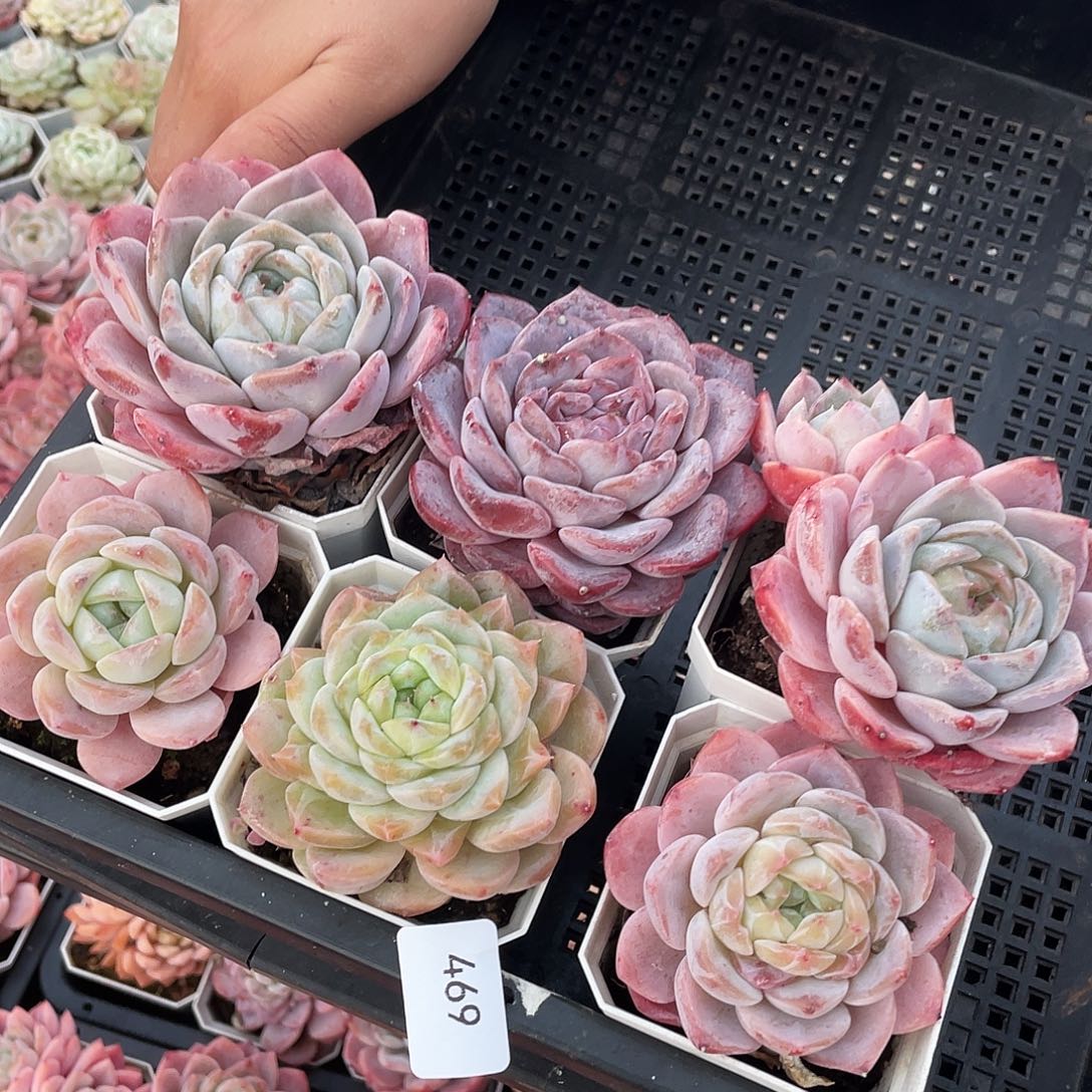 469。  6 盆 带盆土。           