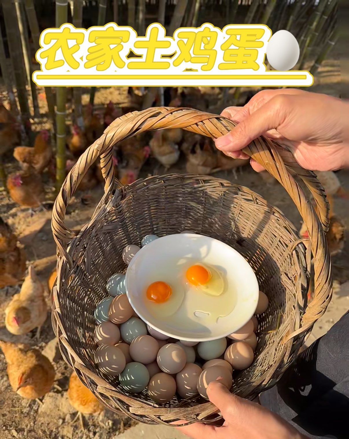 鸭脯兄推荐农村散养新鲜土鸡蛋纯粮食喂养无饲料营养丰富