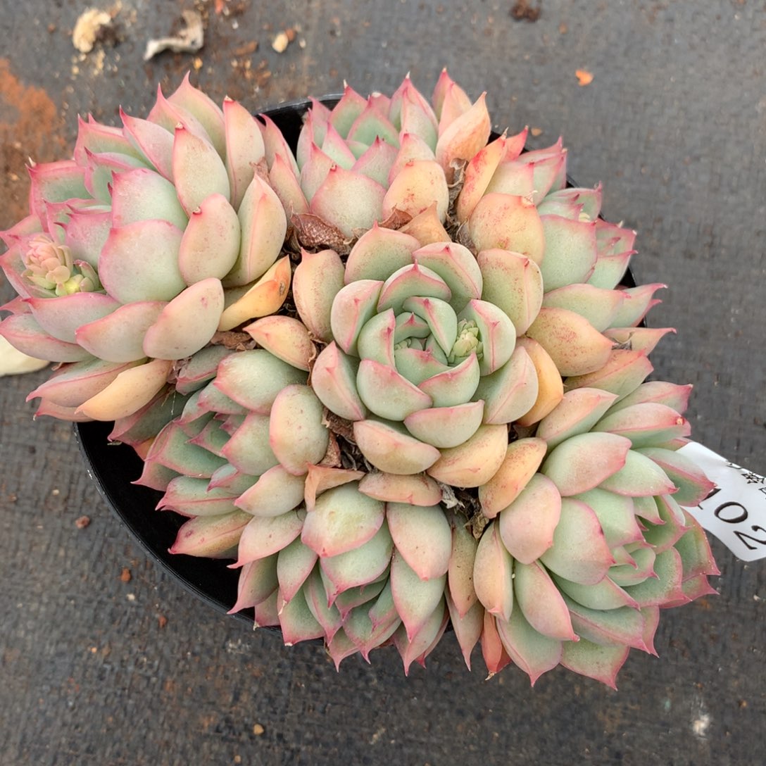 7102杂交多肉植物