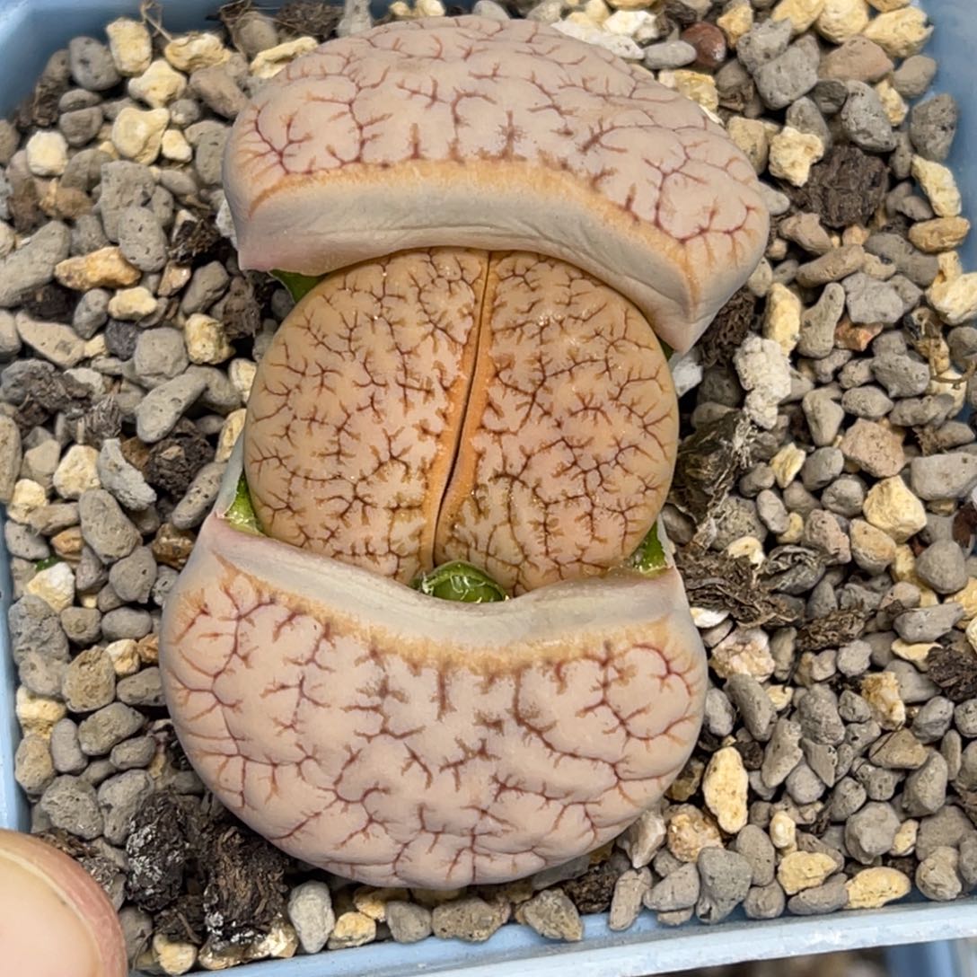 5662拿铁189睫毛尺寸新头2.5