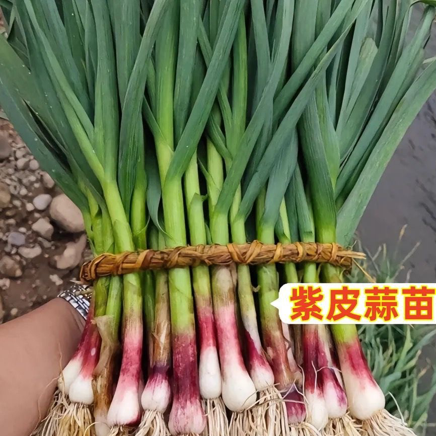湖南耒阳新鲜蒜苗红皮大蒜苗新鲜蔬菜农家自种香蒜现挖带泥紫皮