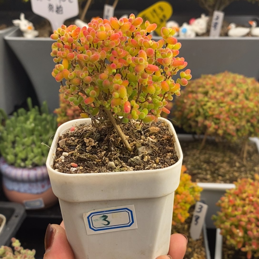 完全开放3号蜜橘糖球（6.5cm）