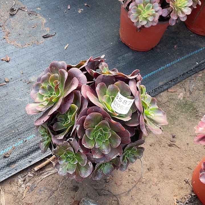 587魅金玫瑰多肉法师