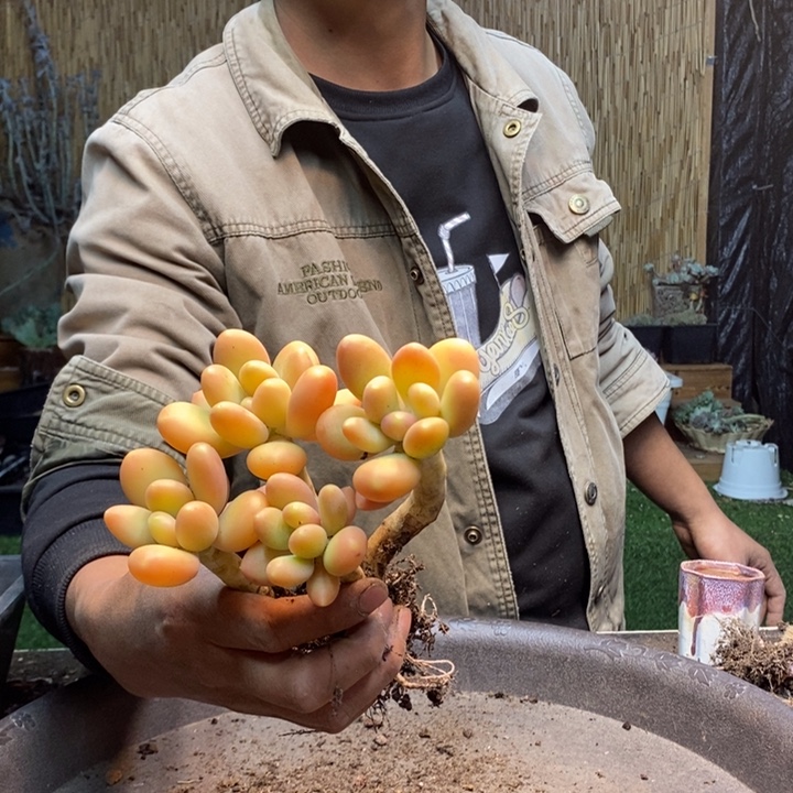 *****170号2颗金蝉多肉植物