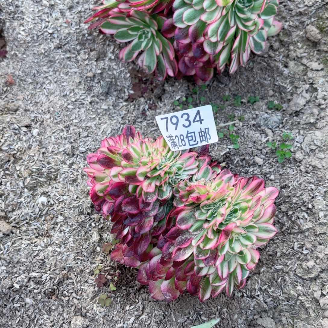 H. 7934倾城缀多肉