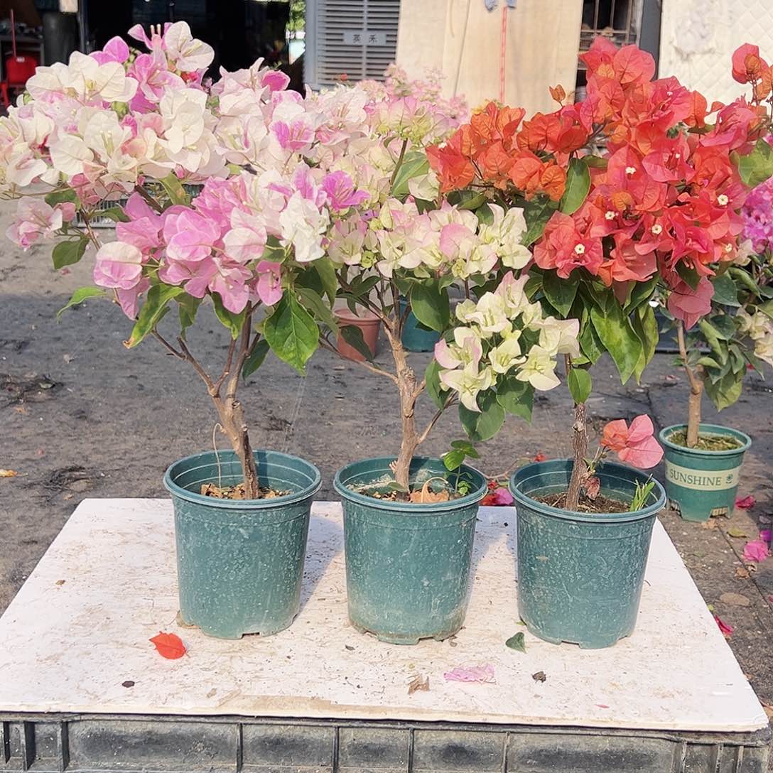 大部分花苞少量开放广红英，绿樱，波妹组合