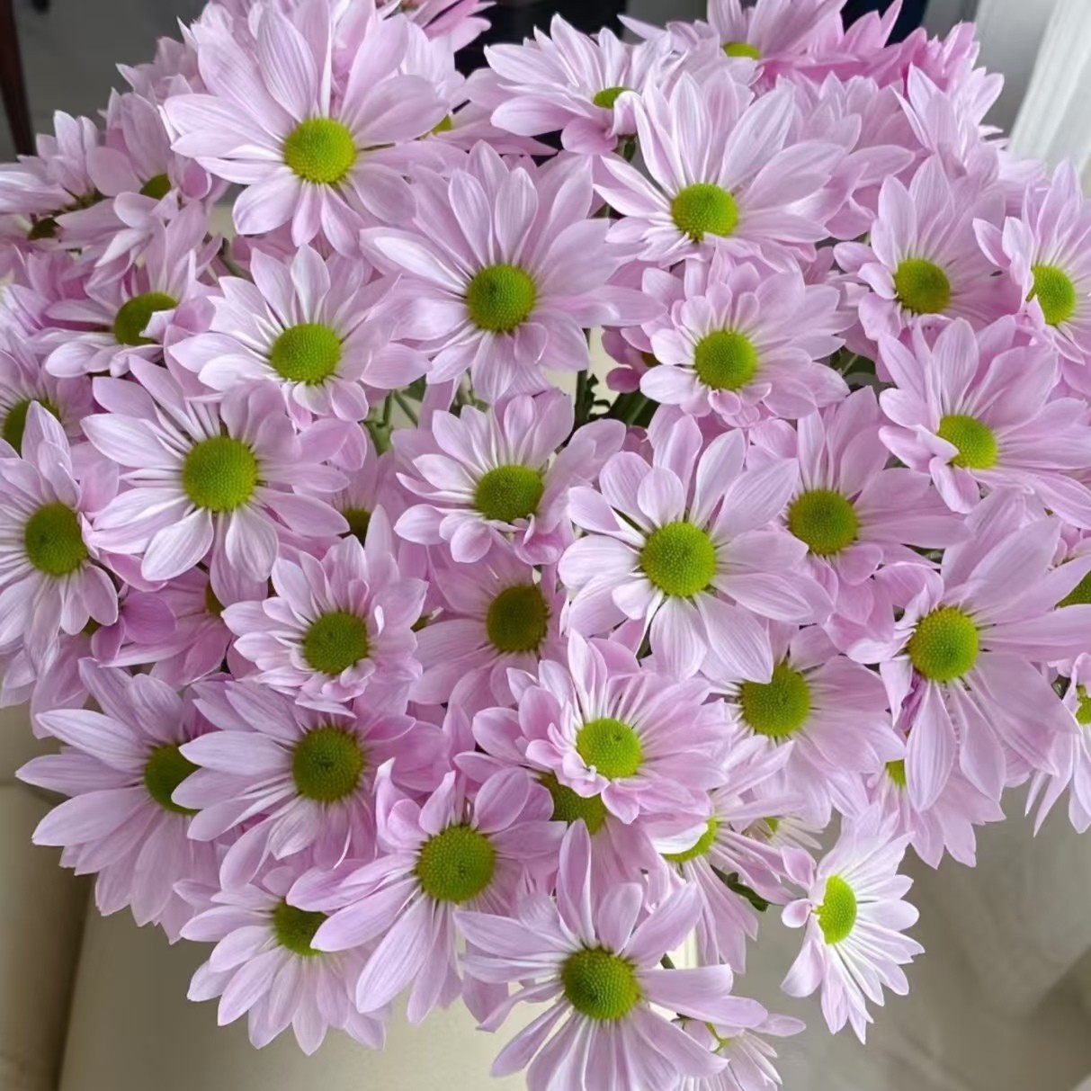 小羊【粉色三文鱼小雏菊】菊科类 水养花期长 | 单品任意两单包邮