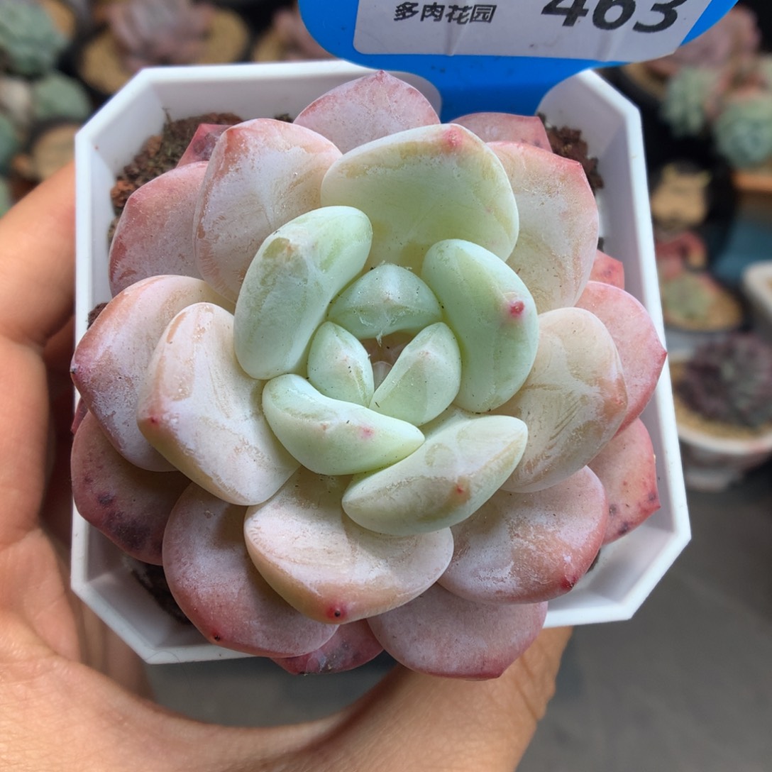 463雪天使多肉植物