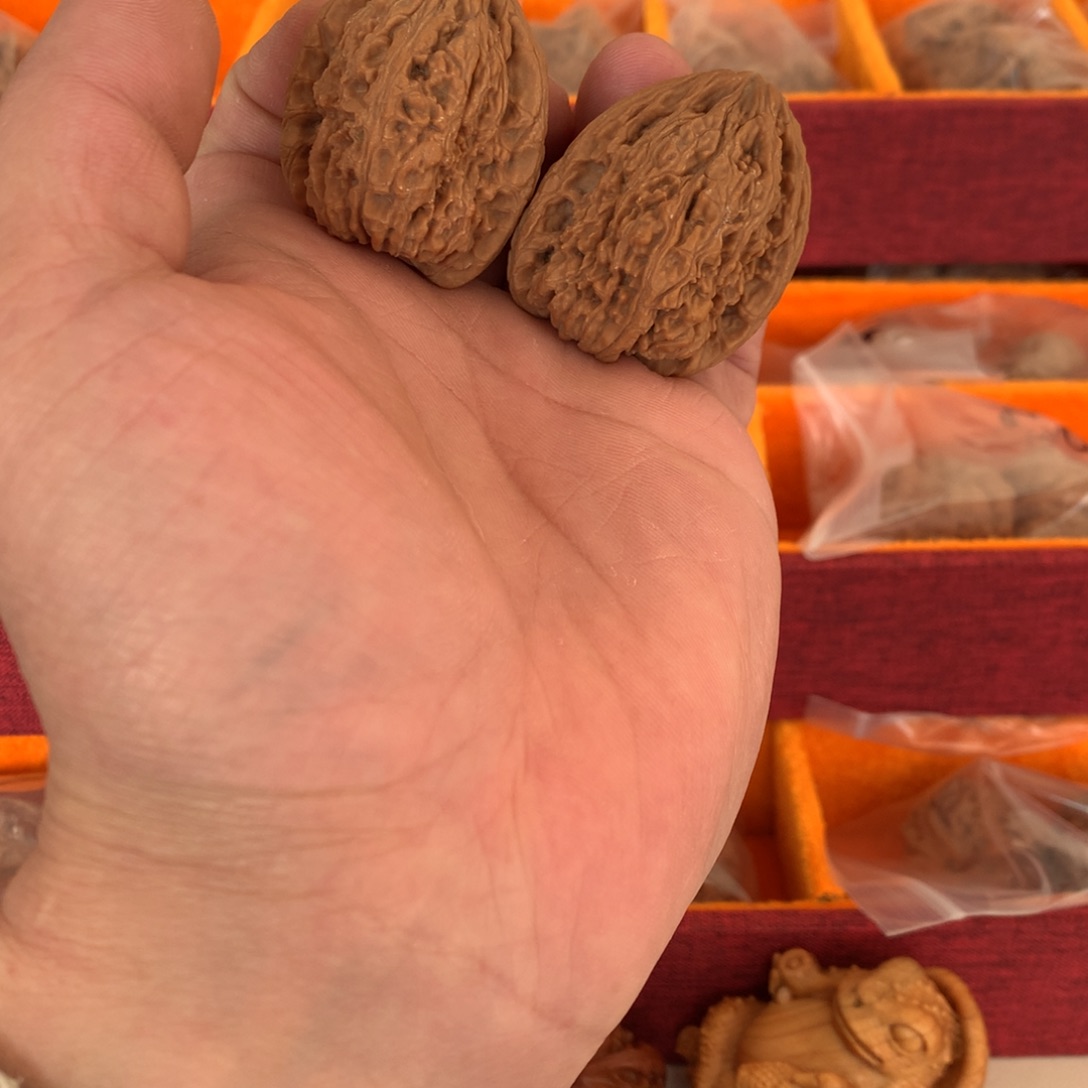 尺寸35涿鹿百年老树大高炮