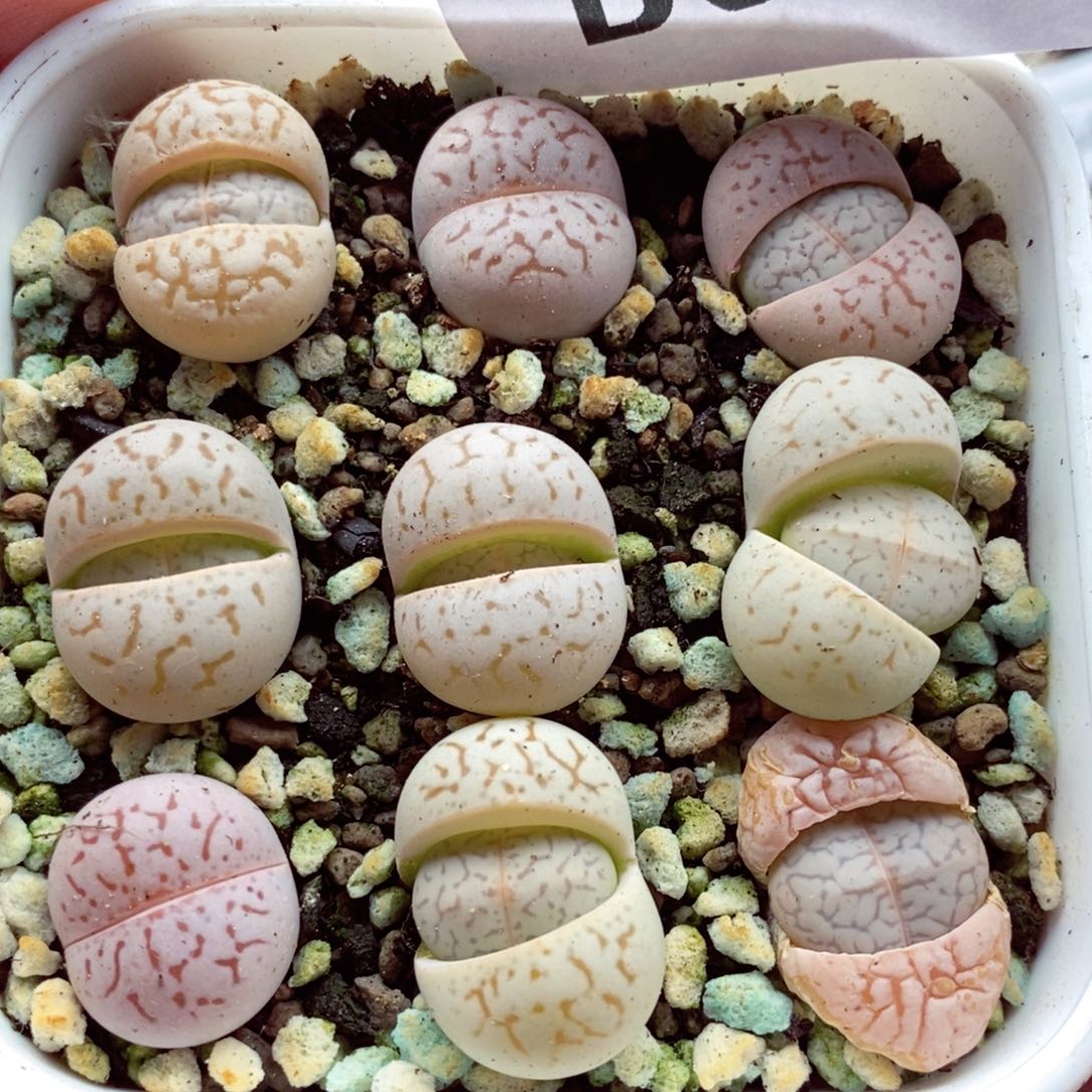 我的小姐姐们都是我681