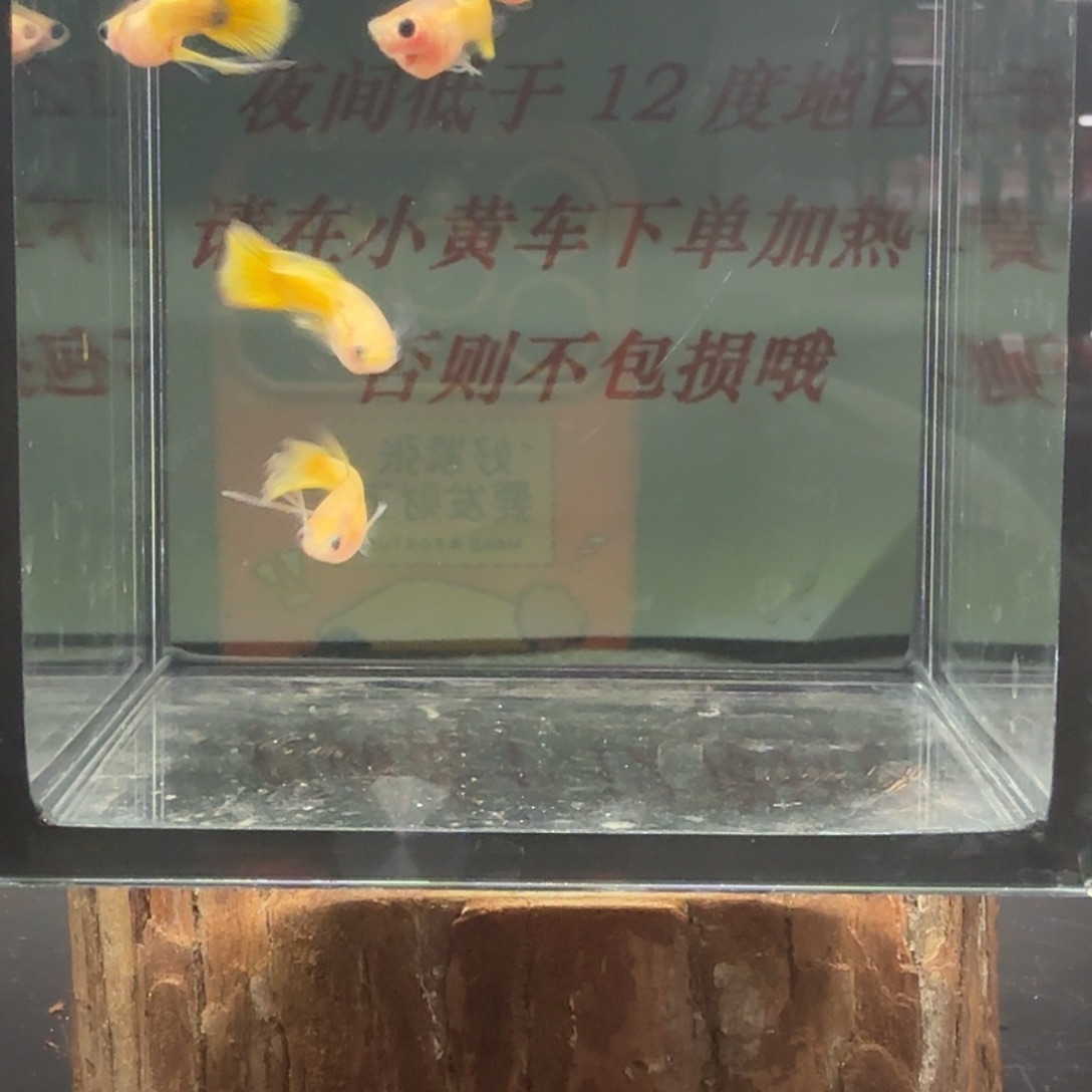 孔雀鱼玻璃猫孔雀鱼24