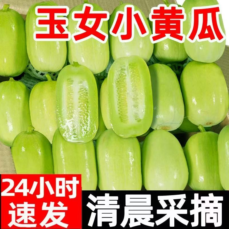 山东金童玉女小黄瓜新鲜现摘3斤京东顺丰包邮到家